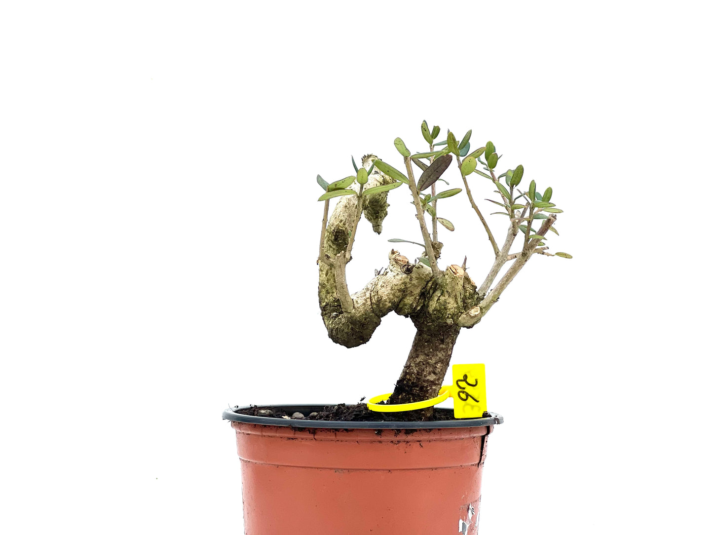 Olea Europaea Sylvestris 3544
