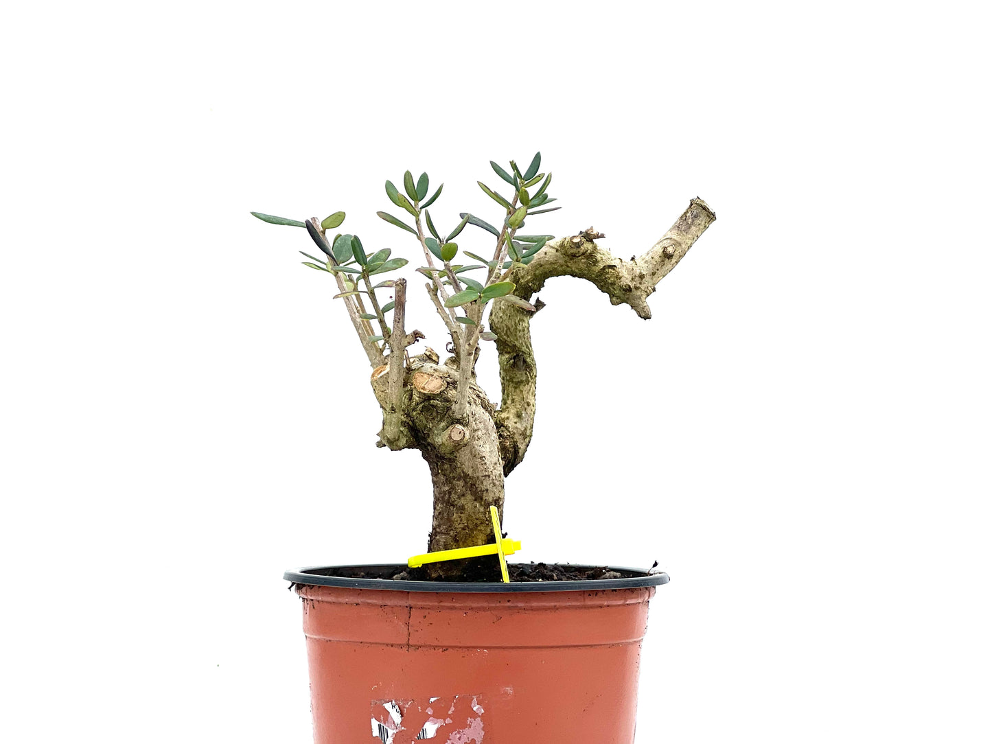 Olea Europaea Sylvestris 3544