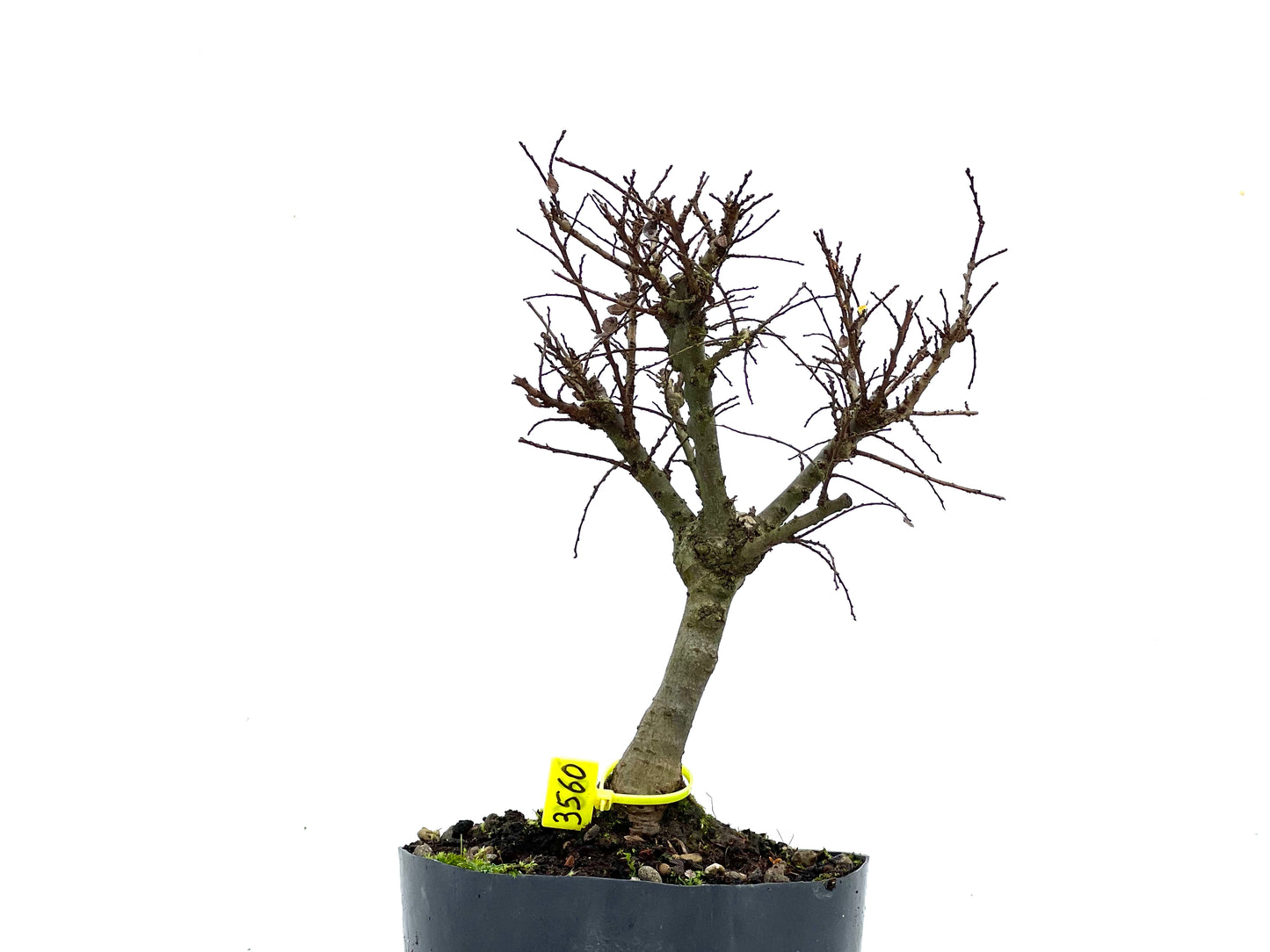 Ulmus Hokkaido 3560