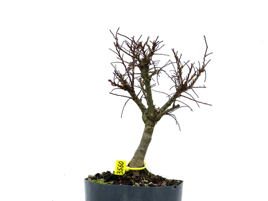 Ulmus Hokkaido 3560