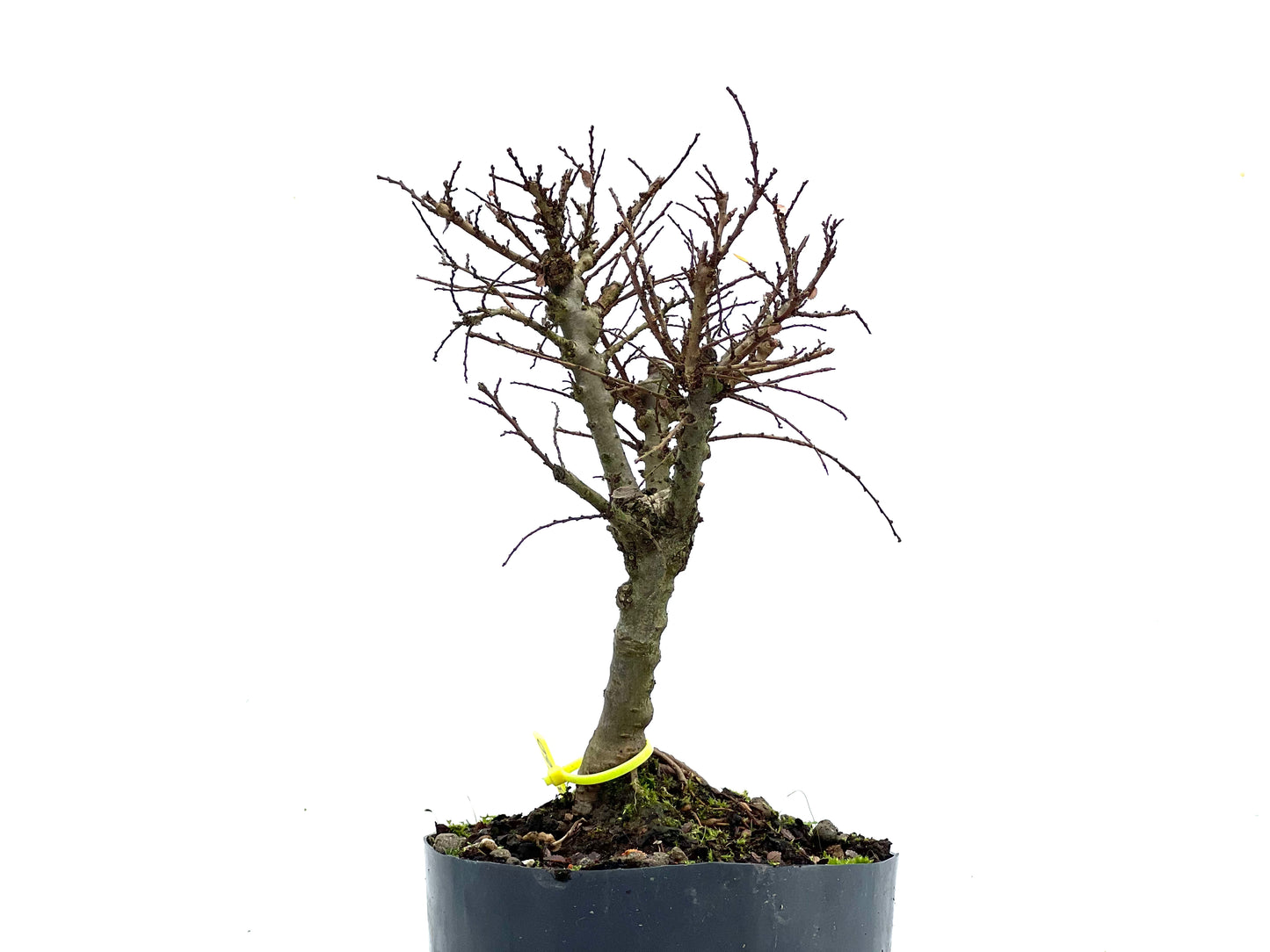 Ulmus Hokkaido 3560