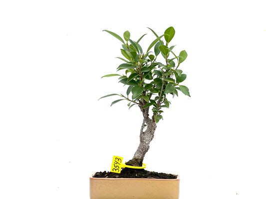 Ficus Tiger Bark 3543
