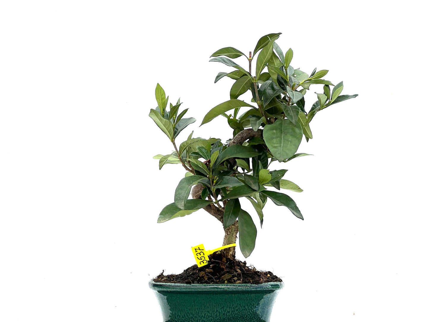Gardenia Jasminoide 3537
