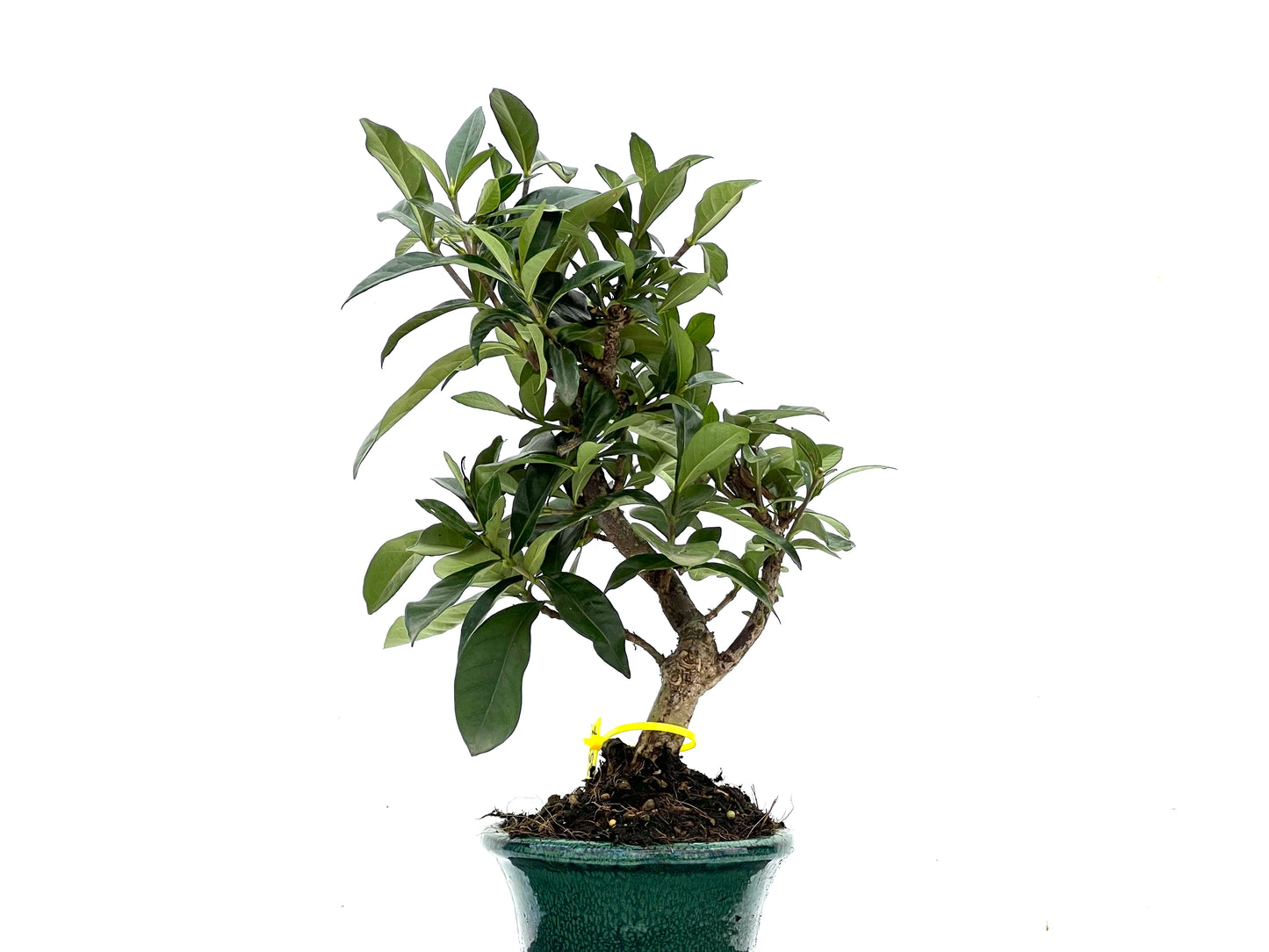 Gardenia Jasminoide 3537