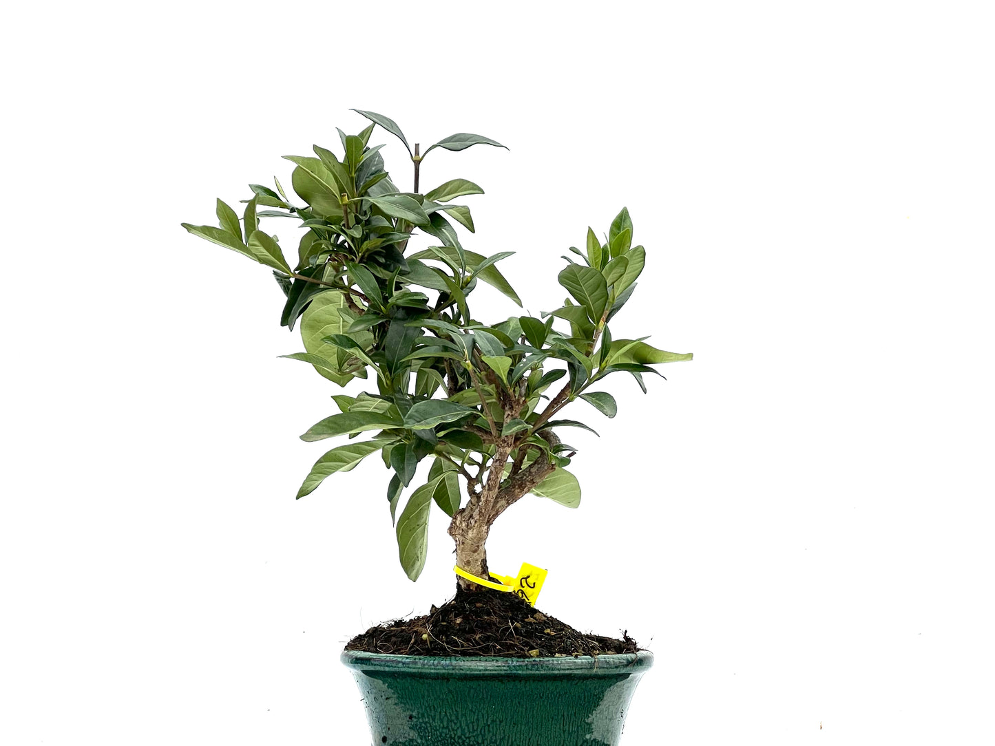 Gardenia Jasminoide 3537
