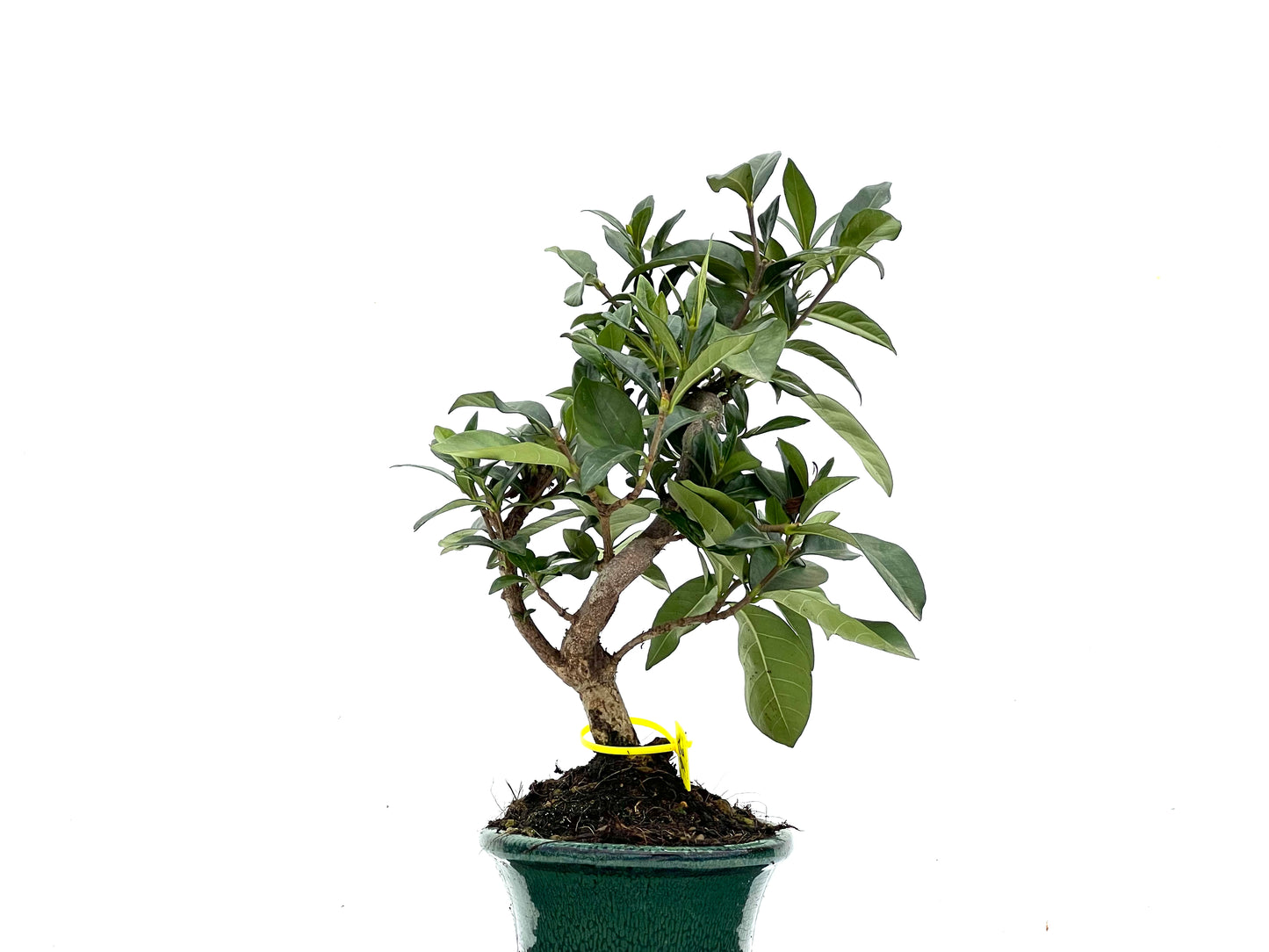 Gardenia Jasminoide 3537