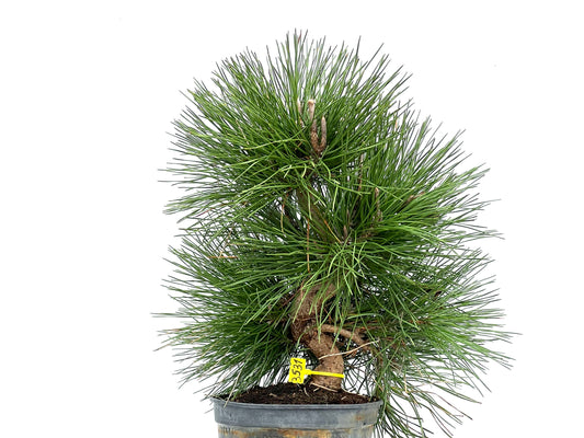 Pinus Thunbergii 3531