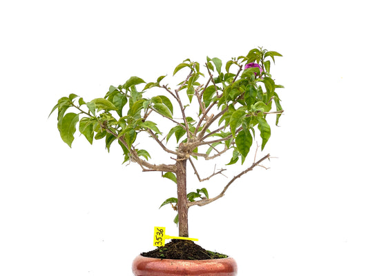 Buganvilla Glabra 3536