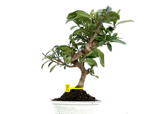 Gardenia Jasminoide 3542