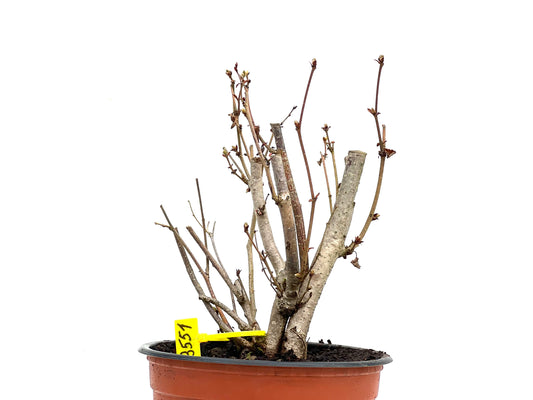 Corylus 3551
