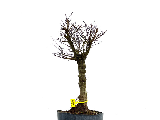 Ulmus Hokkaido 3554