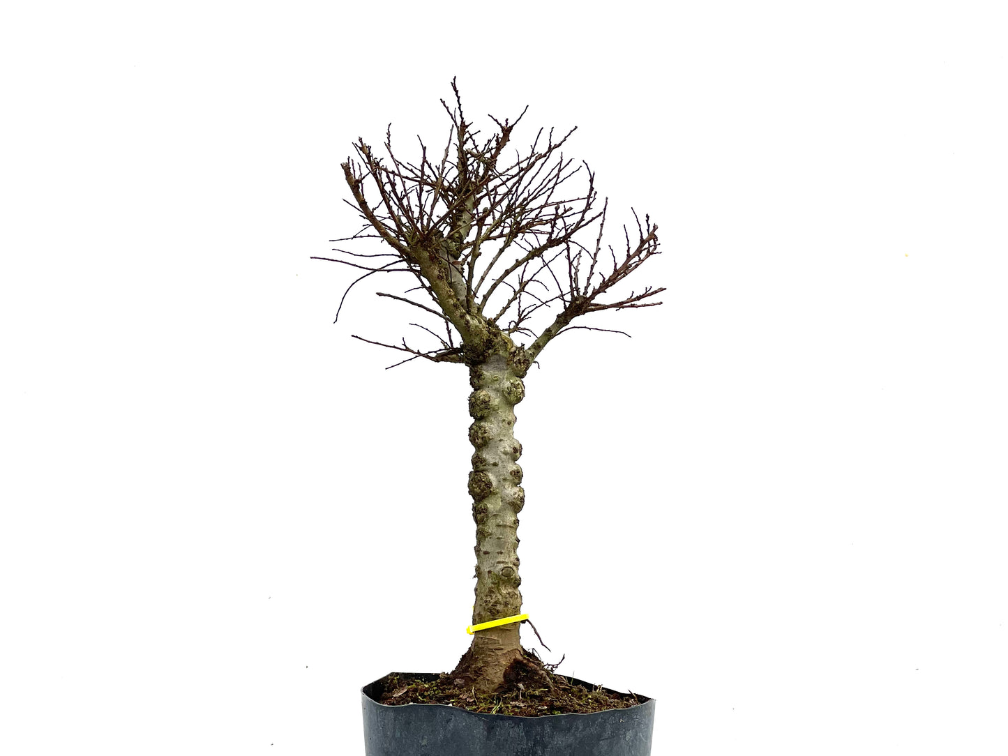 Ulmus Hokkaido 3554