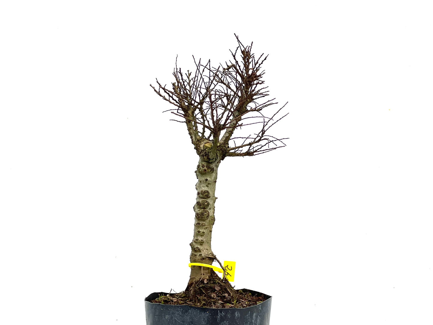 Ulmus Hokkaido 3554