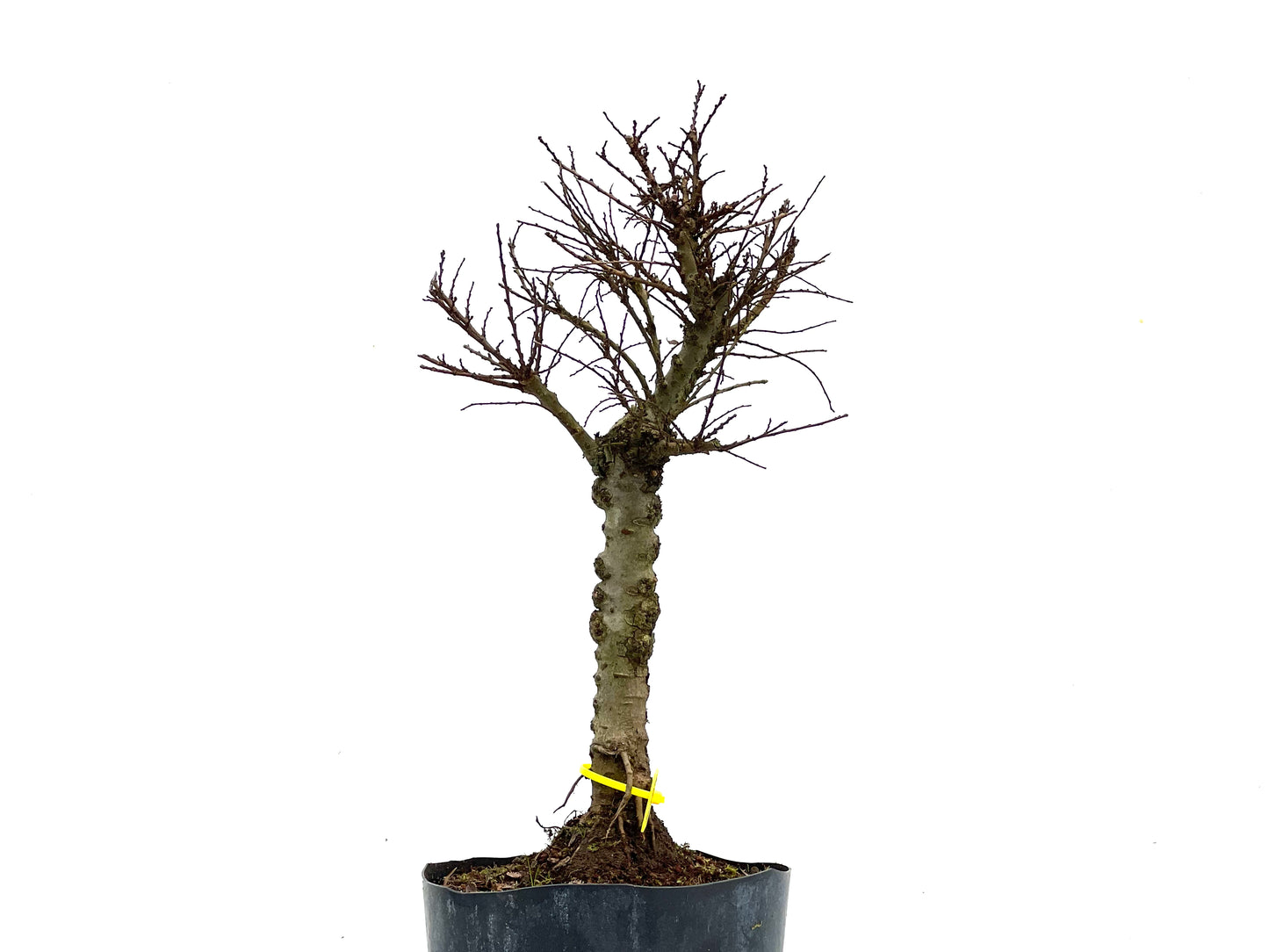 Ulmus Hokkaido 3554
