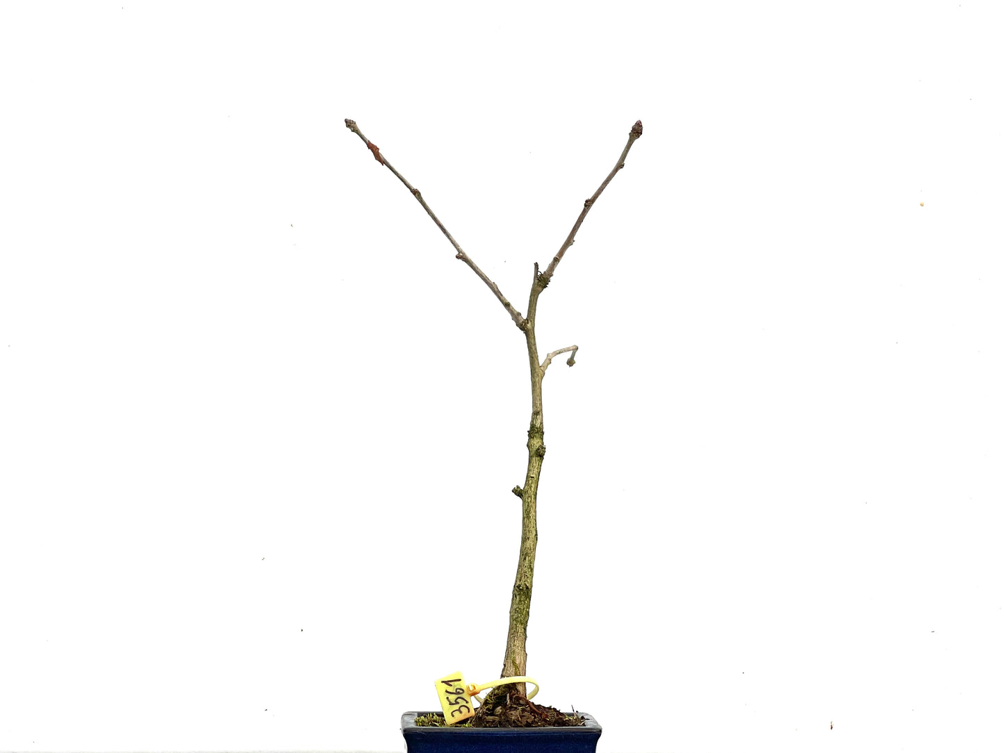 Ginkgo Biloba 3561
