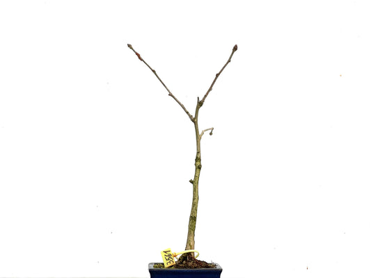 Ginkgo Biloba 3561