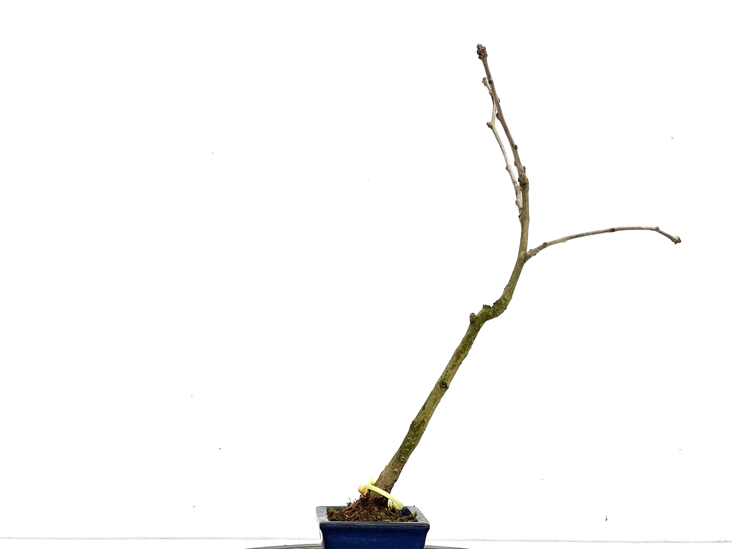 Ginkgo Biloba 3561