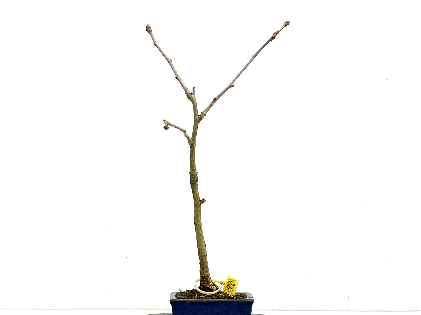 Ginkgo Biloba 3561