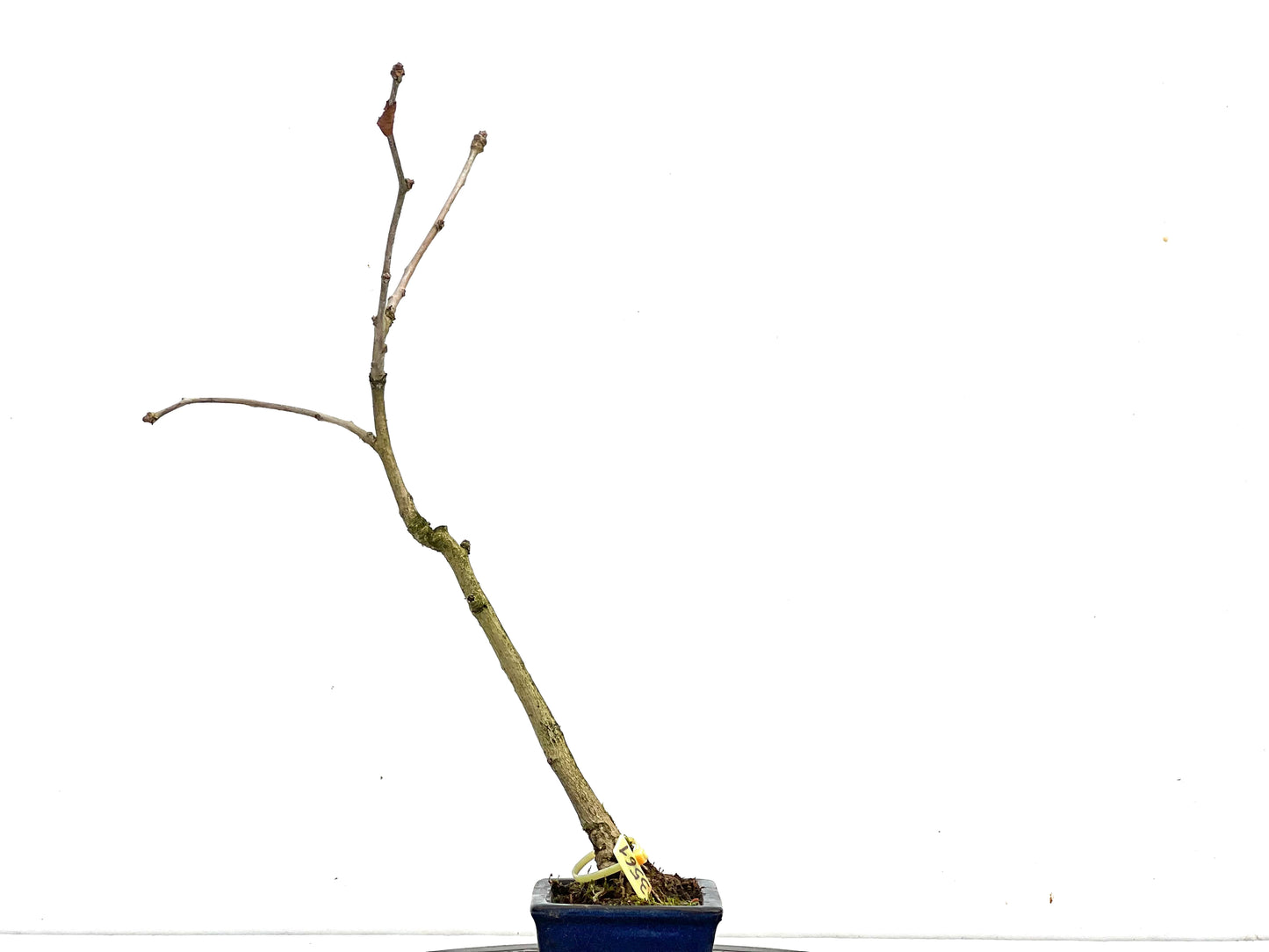 Ginkgo Biloba 3561
