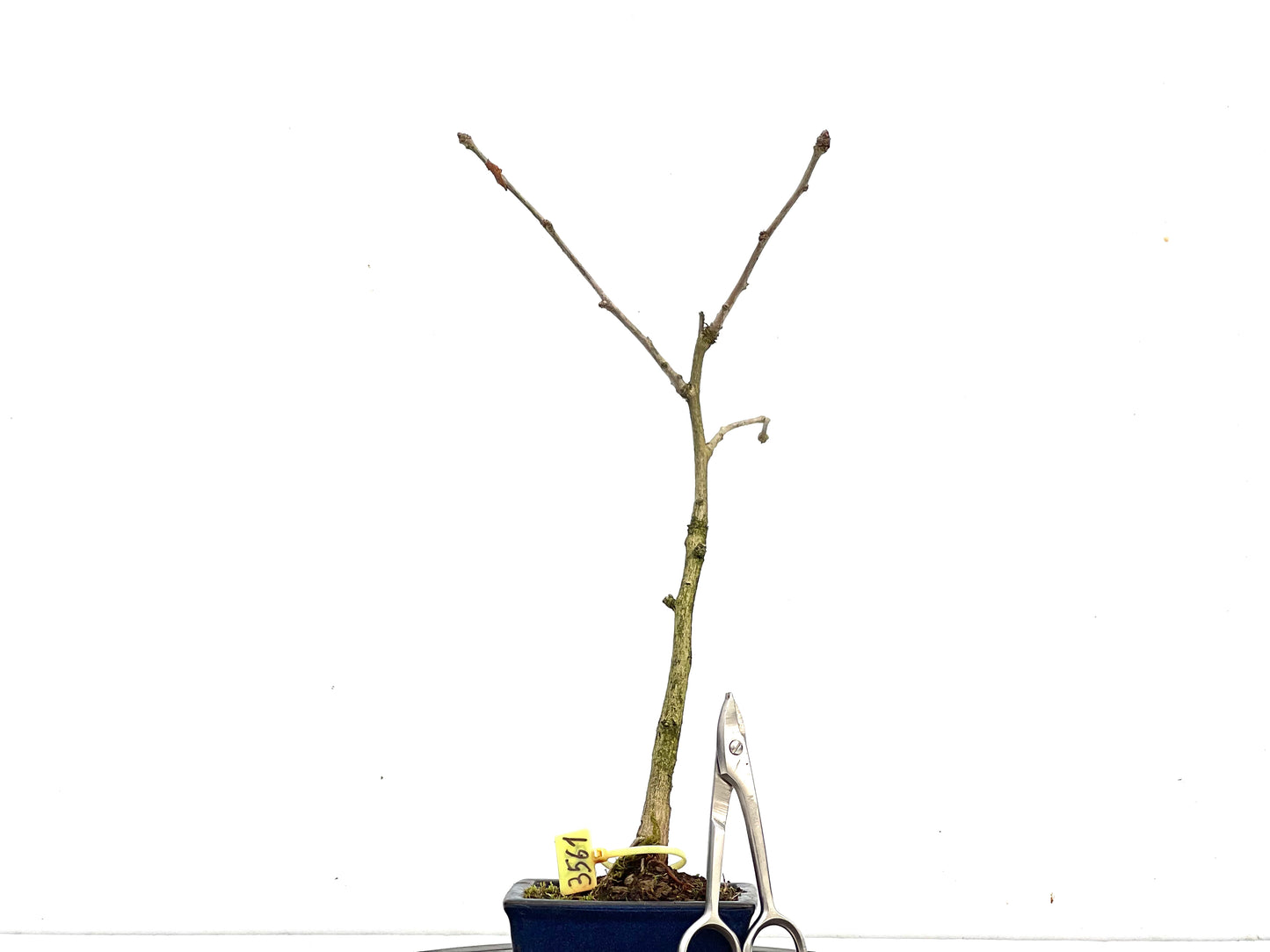 Ginkgo Biloba 3561