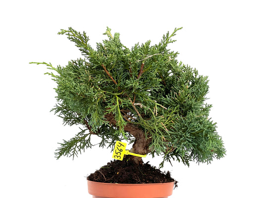 Juniperus Chinensis Kyushu 3564