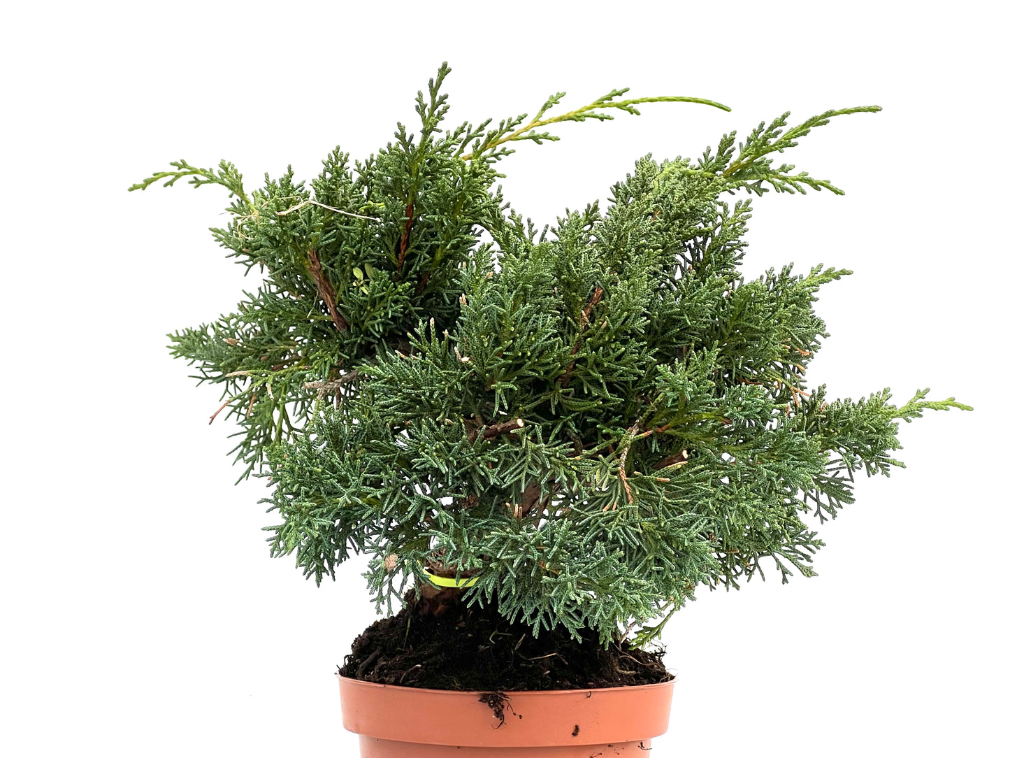 Juniperus Chinensis Kyushu 3564