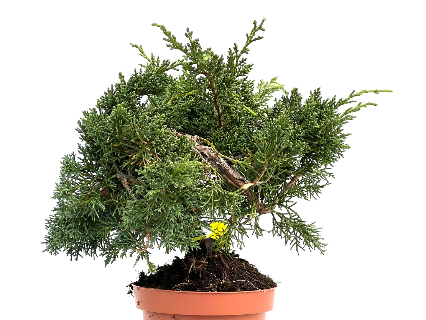 Juniperus Chinensis Kyushu 3564