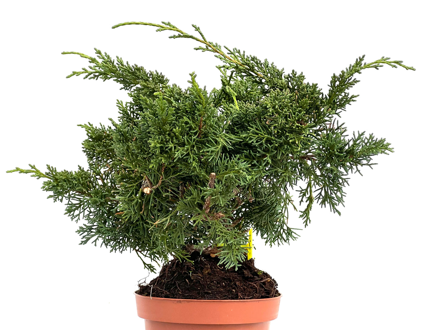 Juniperus Chinensis Kyushu 3564
