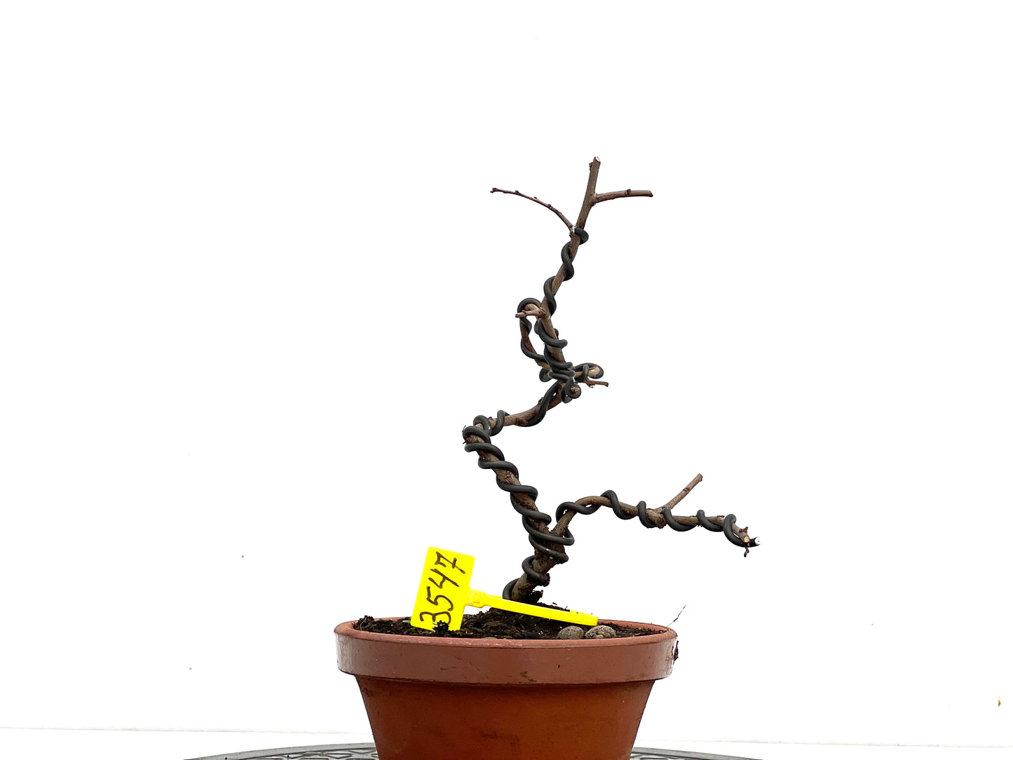 Ulmus Parvifolia 3547