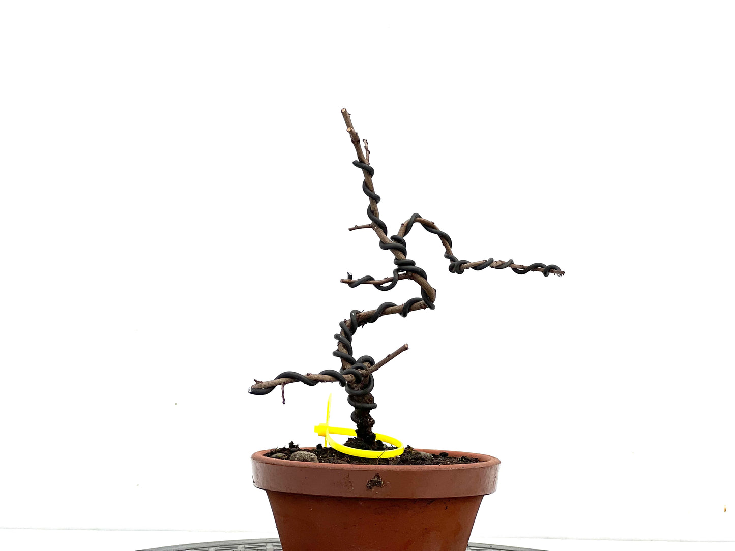 Ulmus Parvifolia 3547