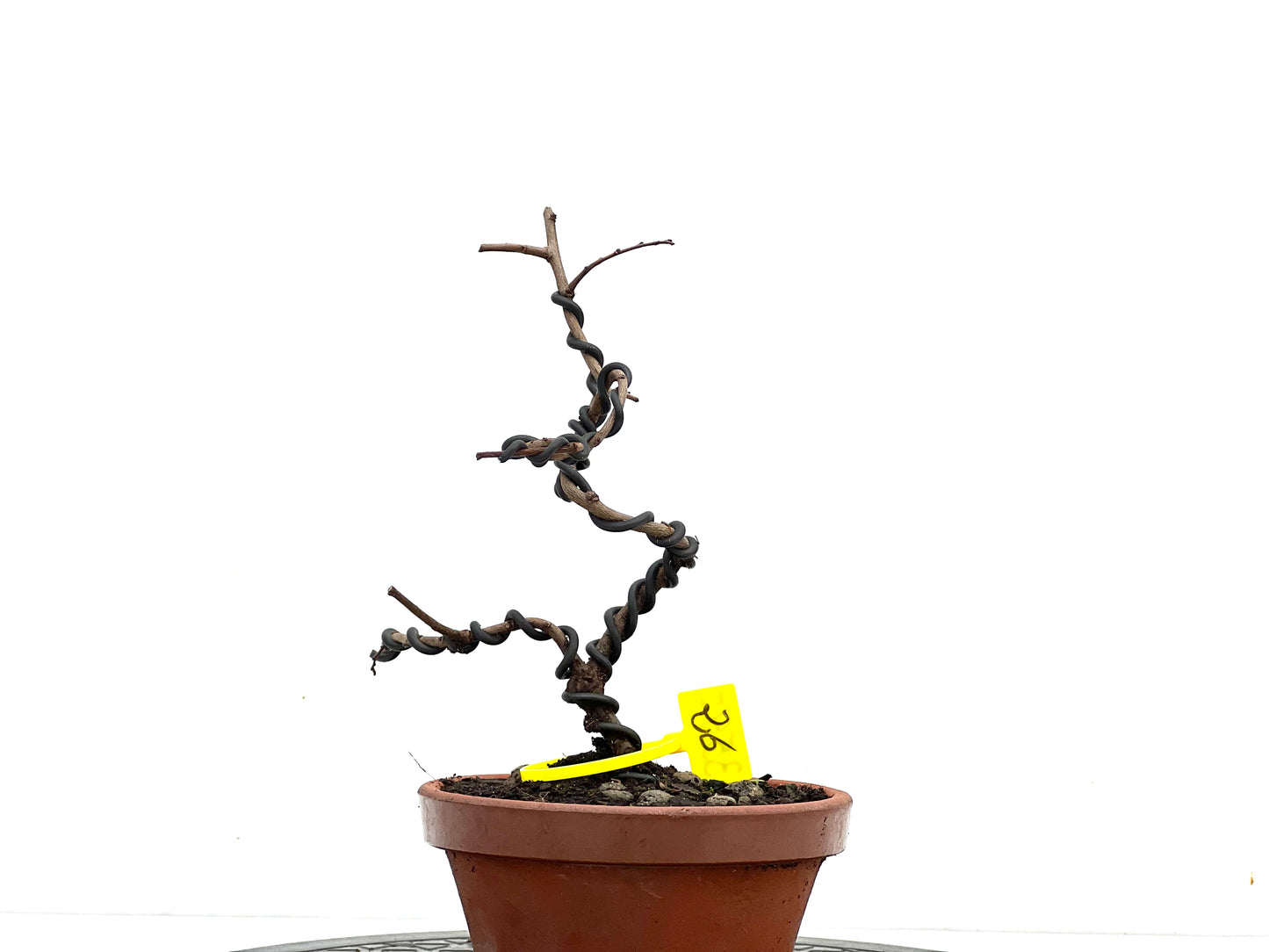 Ulmus Parvifolia 3547