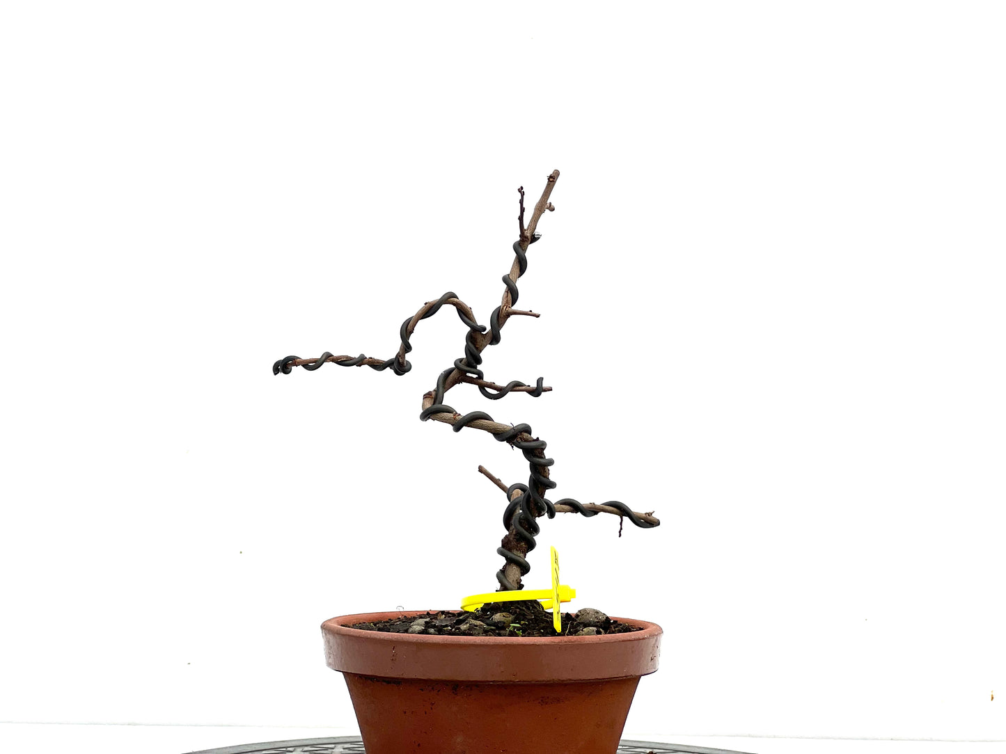 Ulmus Parvifolia 3547