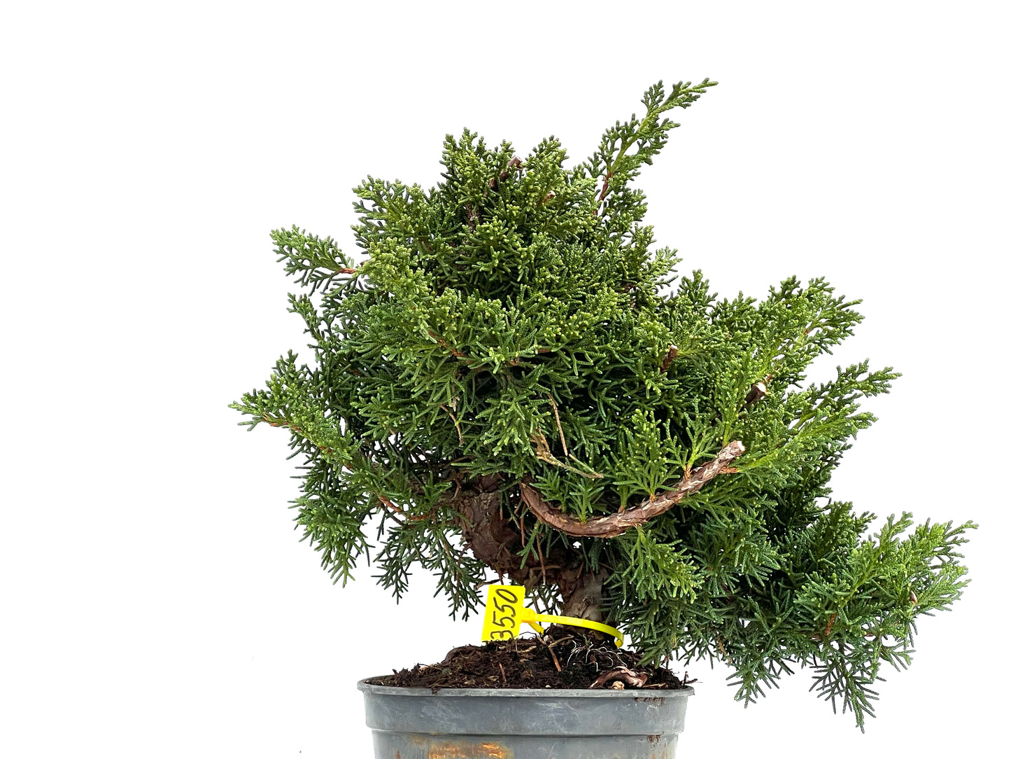Juniperus Chinensis Kyushu 3550