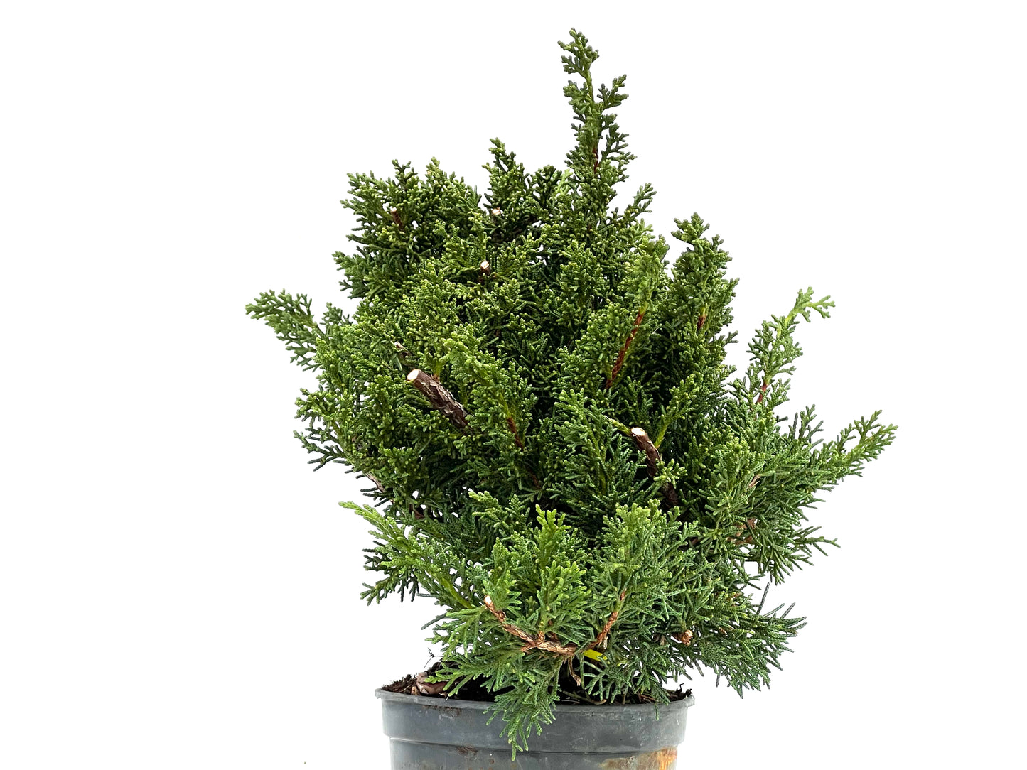Juniperus Chinensis Kyushu 3550