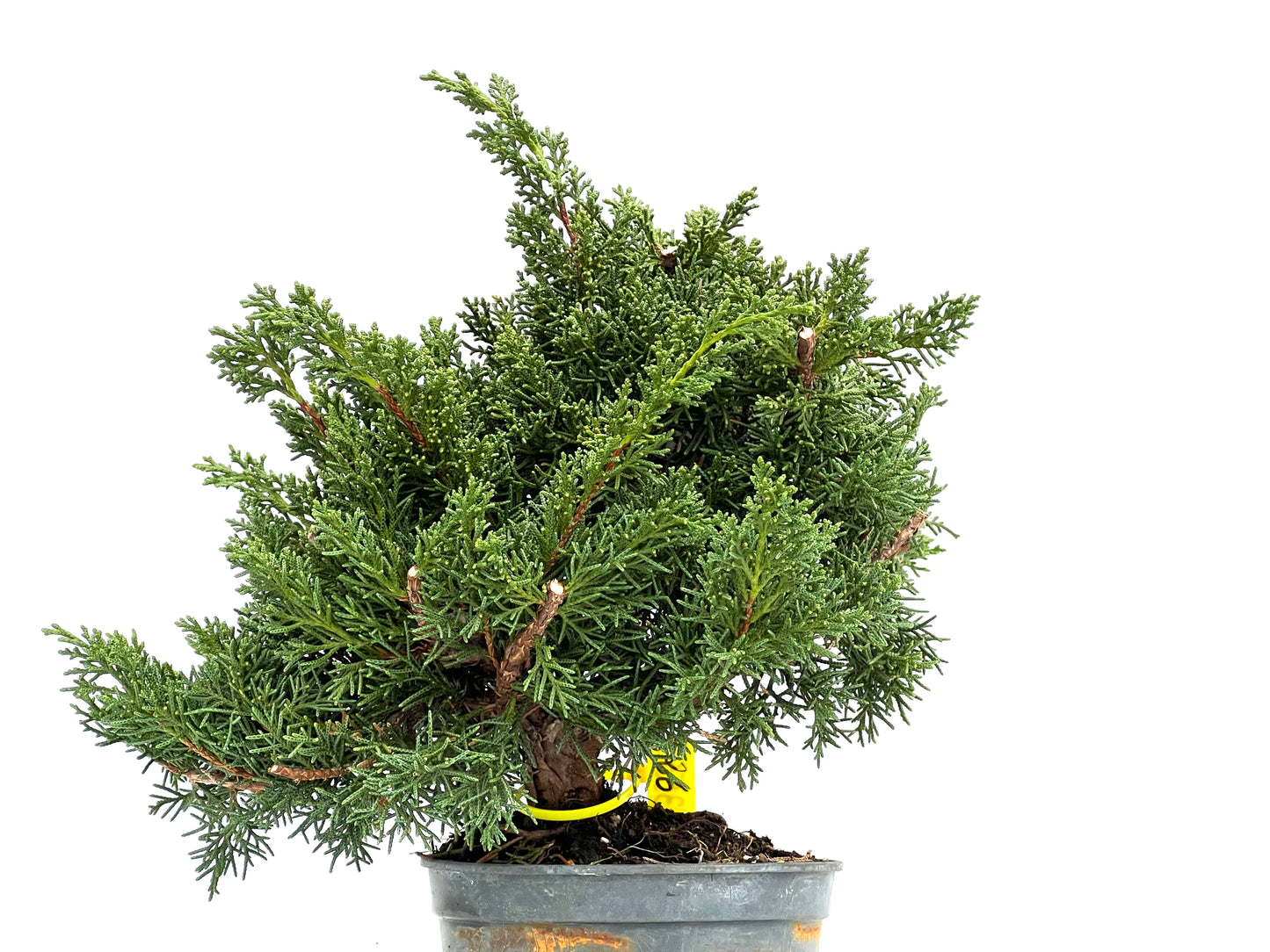 Juniperus Chinensis Kyushu 3550