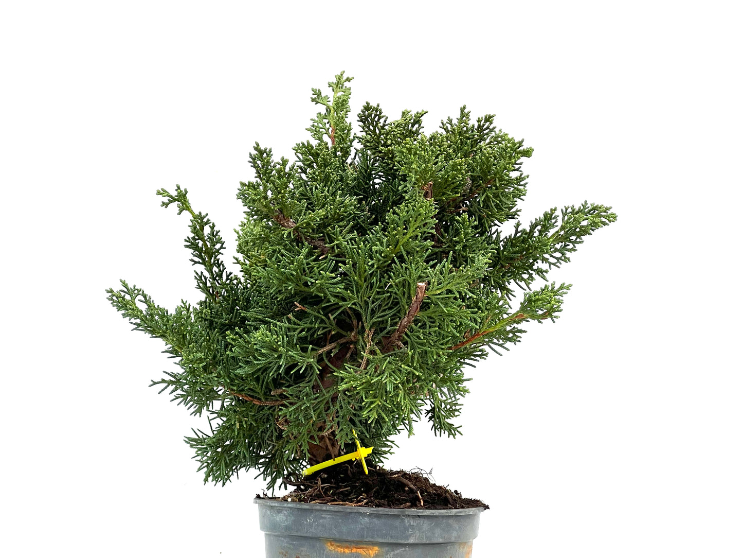 Juniperus Chinensis Kyushu 3550
