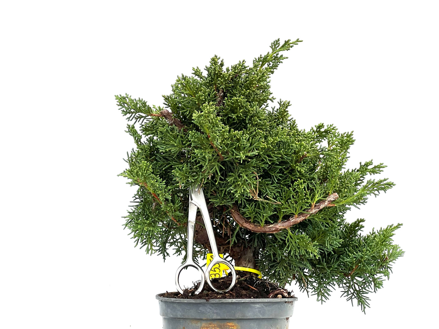 Juniperus Chinensis Kyushu 3550