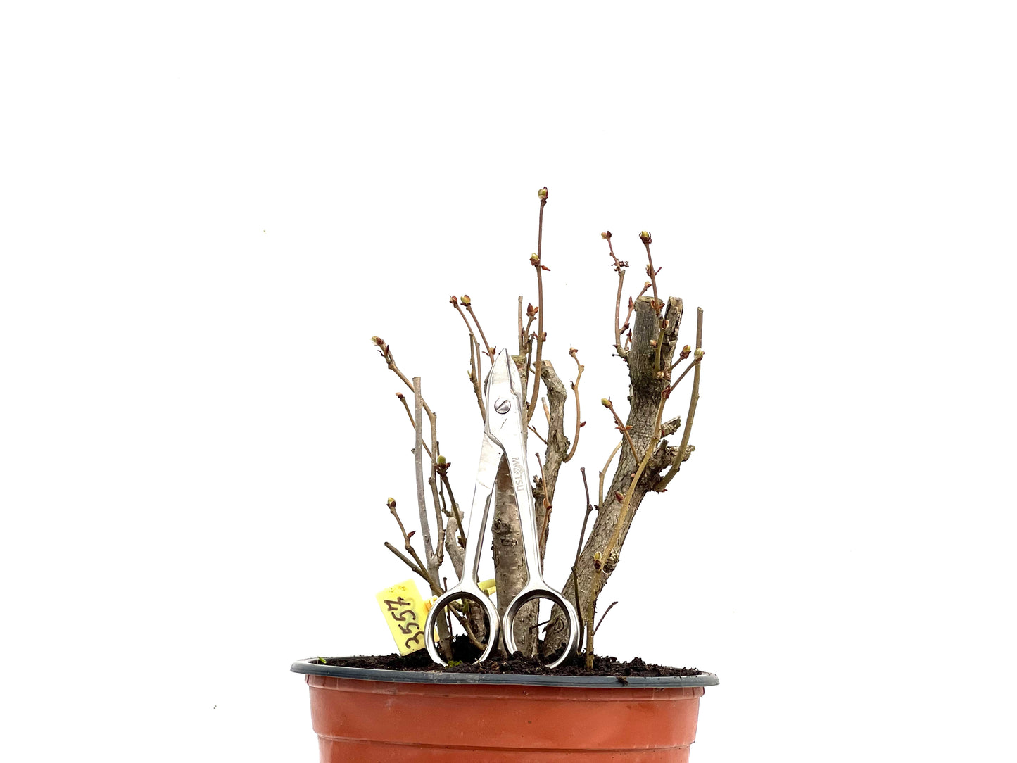 Corylus 3557