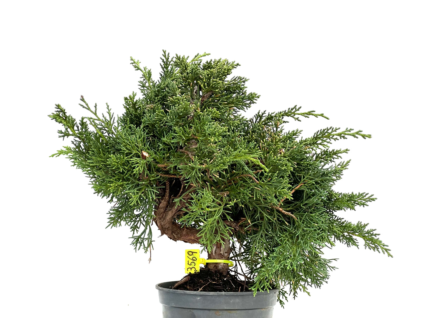 Juniperus Chinensis Kyushu 3569