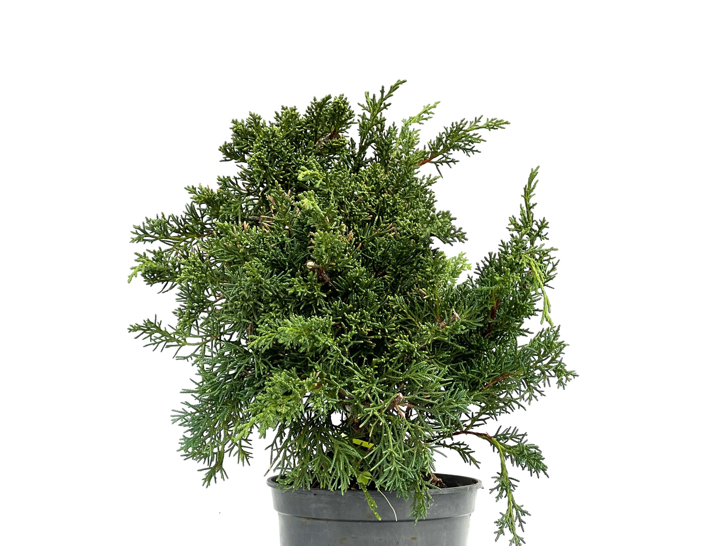 Juniperus Chinensis Kyushu 3569