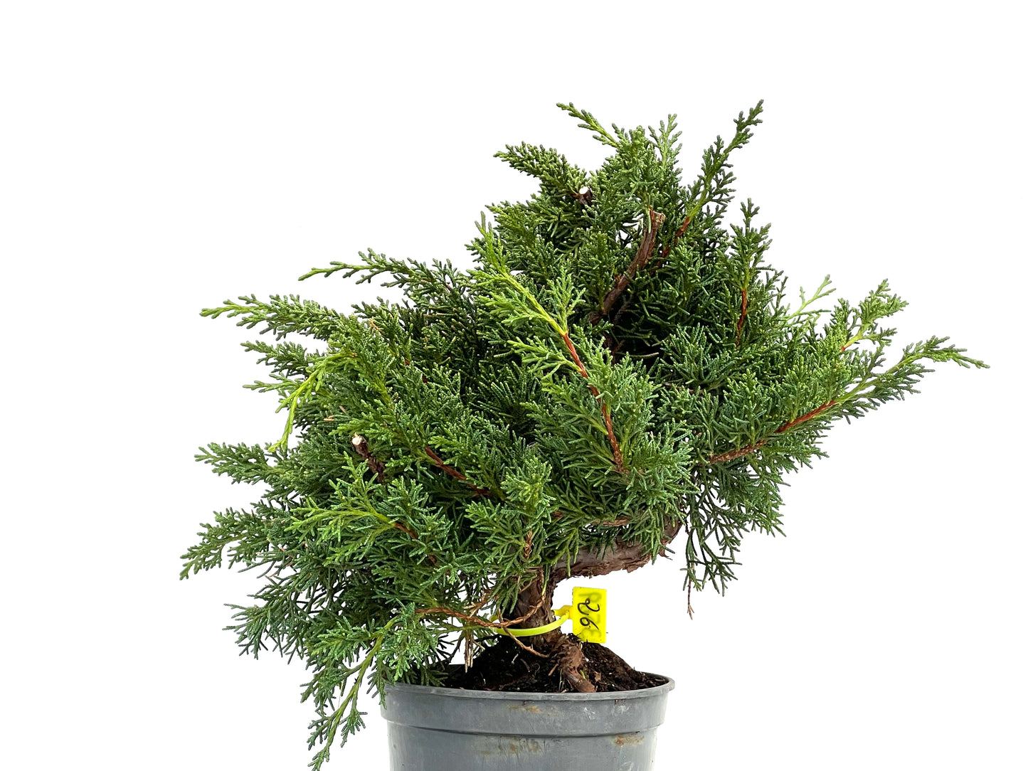 Juniperus Chinensis Kyushu 3569