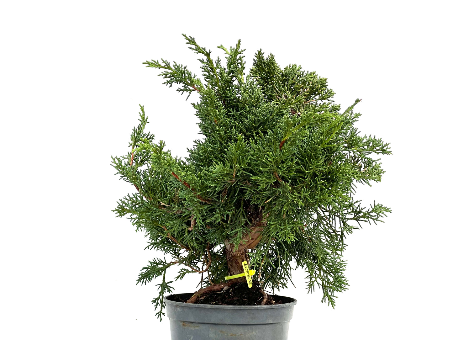 Juniperus Chinensis Kyushu 3569