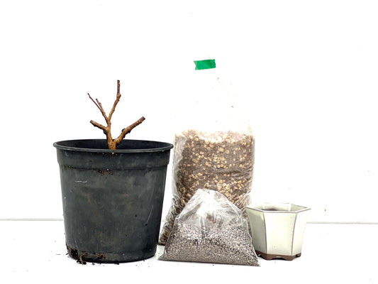 BohePack – Morus alba