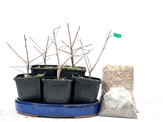 BohePack - Bosque Ulmus Minor