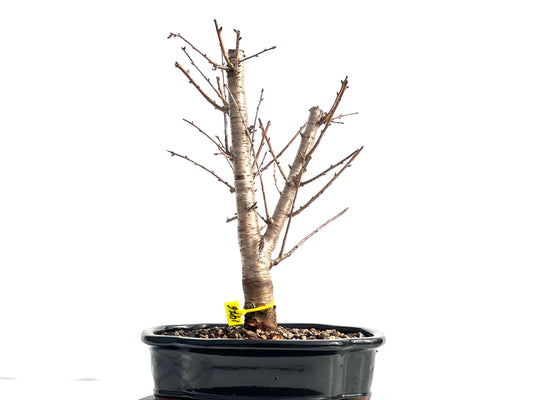 Prunus Mahaleb 1976