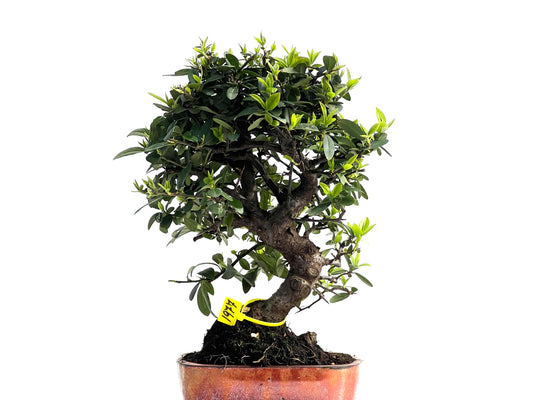 Pyracantha 1977