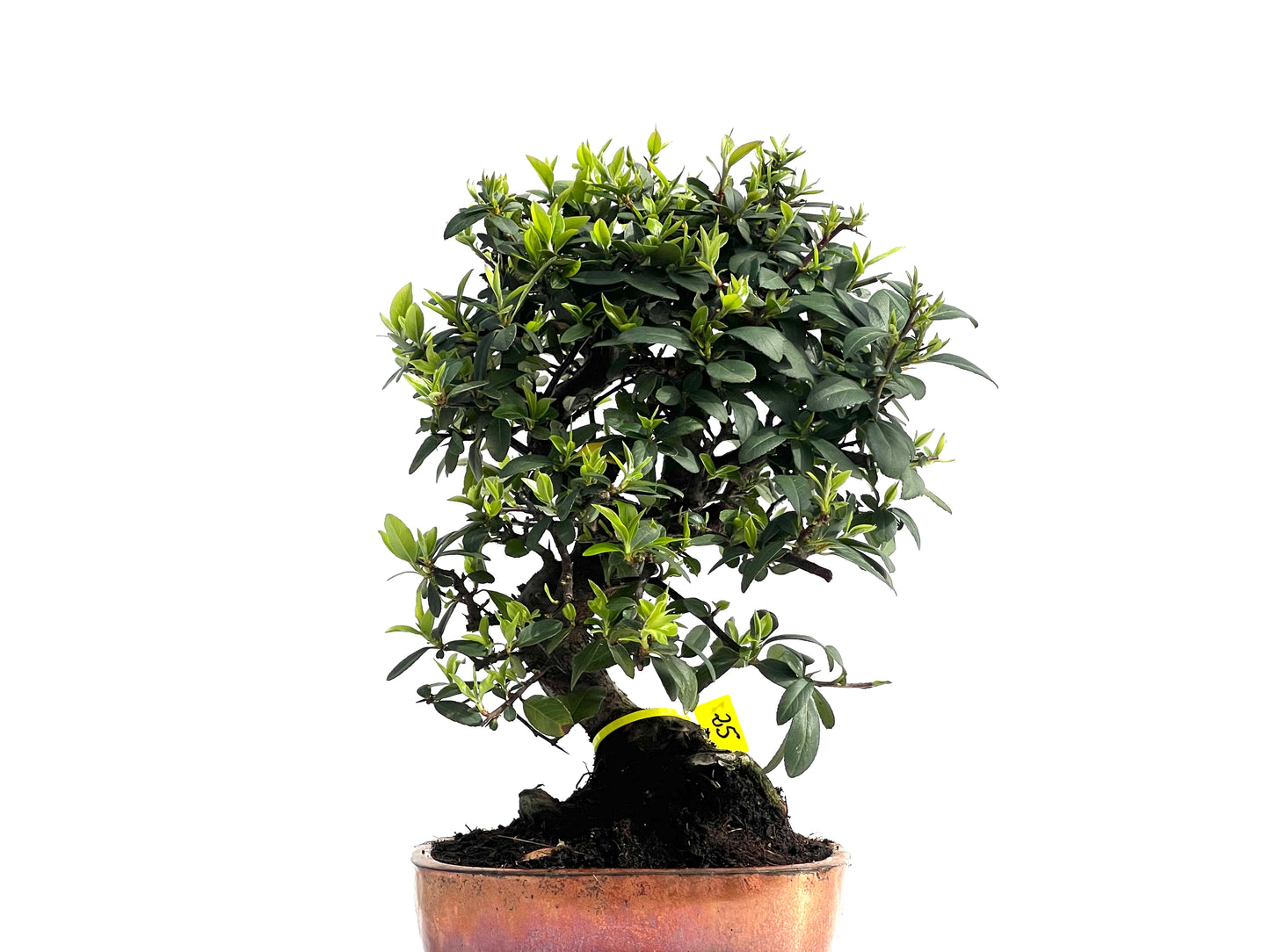Pyracantha 1977