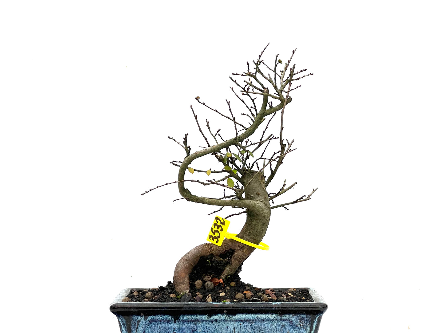 Ulmus Parvifolia 3532