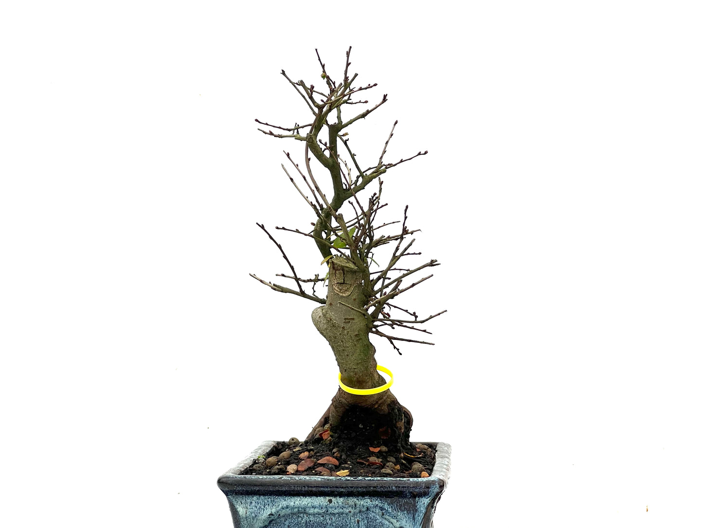 Ulmus Parvifolia 3532