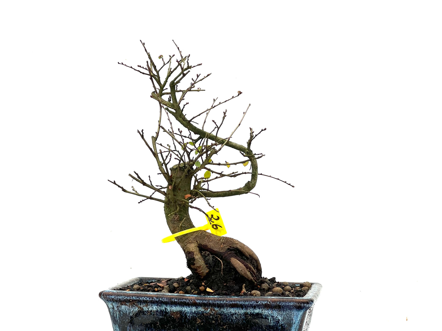 Ulmus Parvifolia 3532